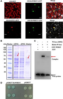 Expression and Functional Study of BcWRKY1 in Baphicacanthus cusia (Nees) Bremek